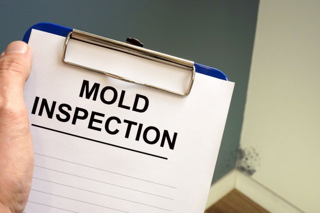 What Is Mold and Where Do We Find It.jpeg