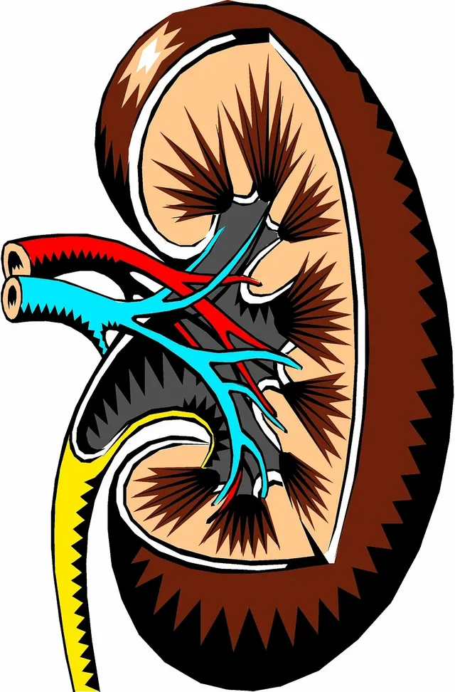 kidney-2183443_1280.webp