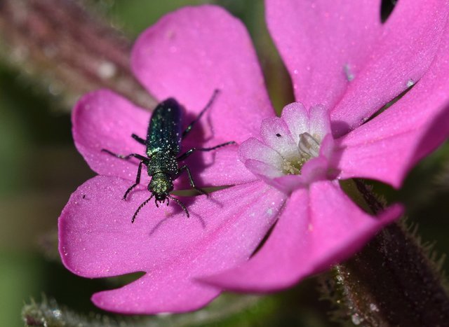 Lytta vesicatoria + Silene littorea 2.jpg