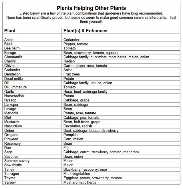 plants that help others.JPG