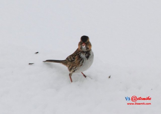 Harris's Sparrow PFW10_0305.JPG