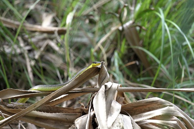 4998159876-green-tree-snake (FILEminimizer).jpg