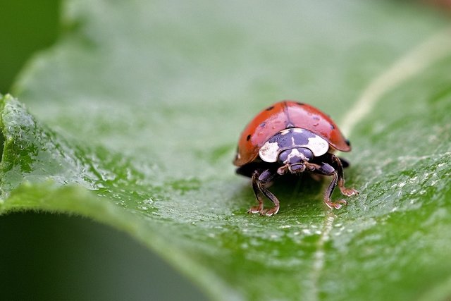ladybug-6364312_1280.jpg