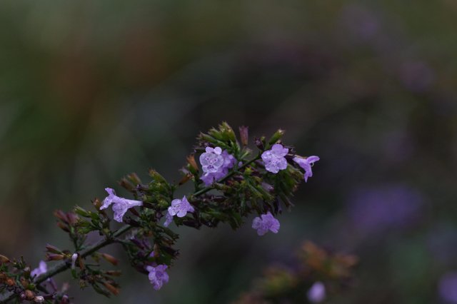 TtW_freigestellteblumen2019_01.jpg