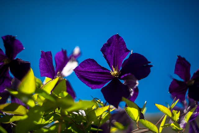 25-06-2018-clematis-06525.jpg