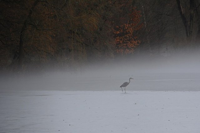 grey-heron-6904390_960_720.jpg