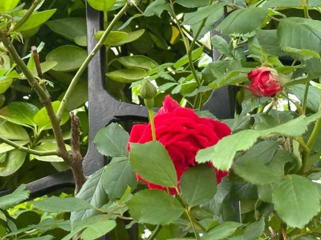 IMG_0807.jpeg