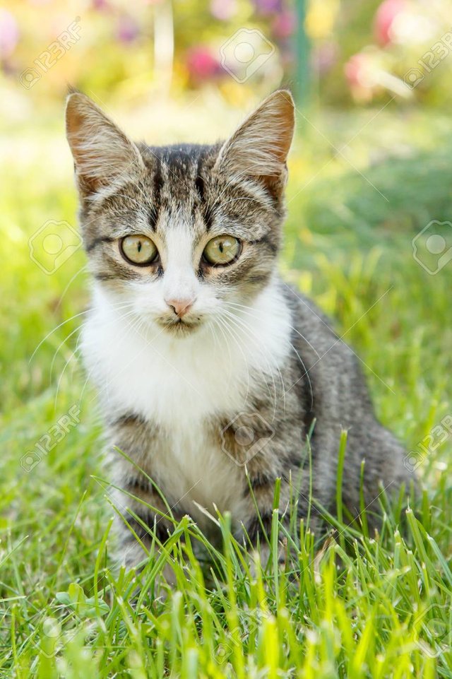 87514294-gray-and-white-tabby-cat-on-green-grass-outdoor-in-nature-shallow-depth-of-field-portrait.jpg