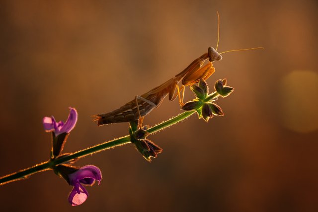 mantis-8278996.jpg