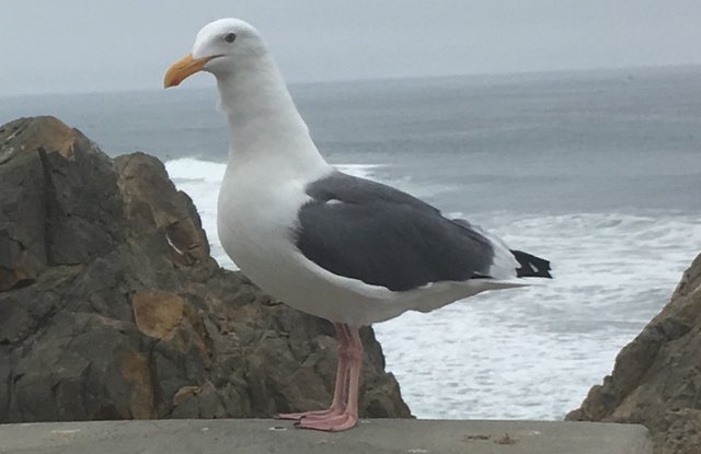 SEA GULL....jpg