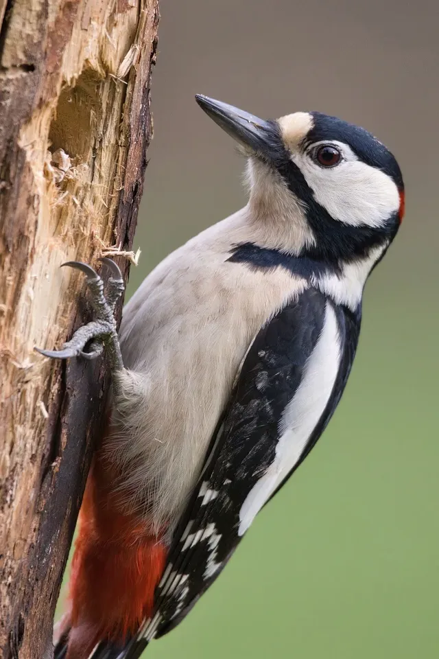 great-spotted-woodpecker-8024806_1280.webp