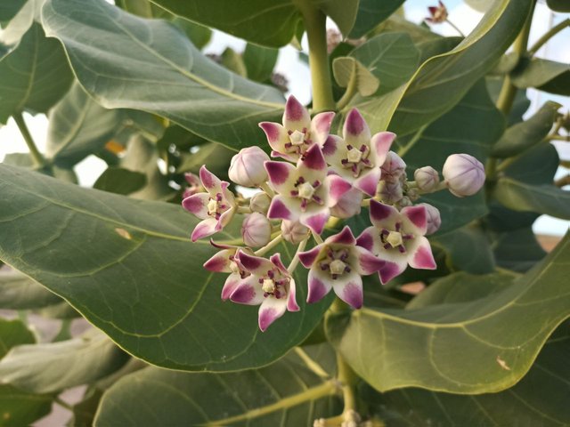 Calotropis procera.jpg