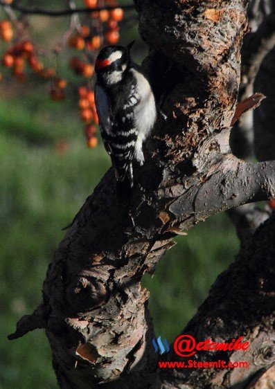 Downy Woodpecker PFW0010dwny.JPG