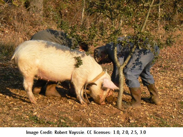 truffle pig Robert Robert Vayssié 1,2,2.5,3 license.JPG