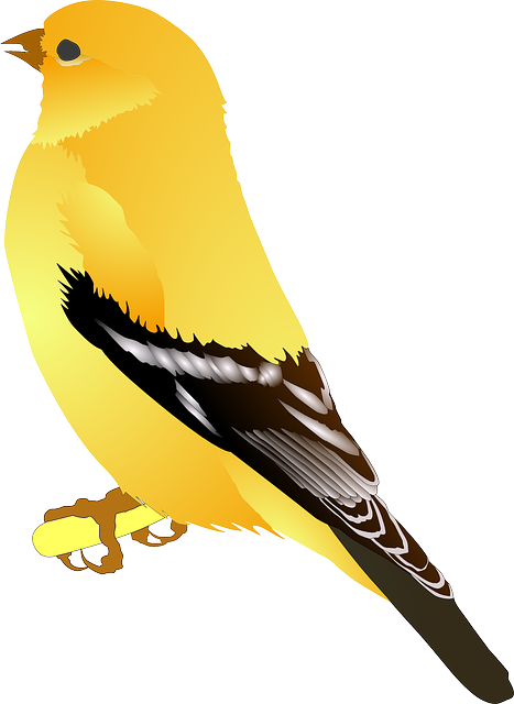 bird-34663_640.png