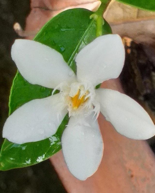 white flower (2).jpg