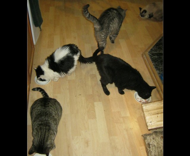 feeding time for the cats.JPG