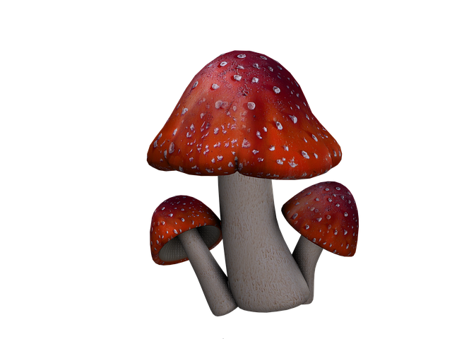 fly-agaric-1722286_640.png