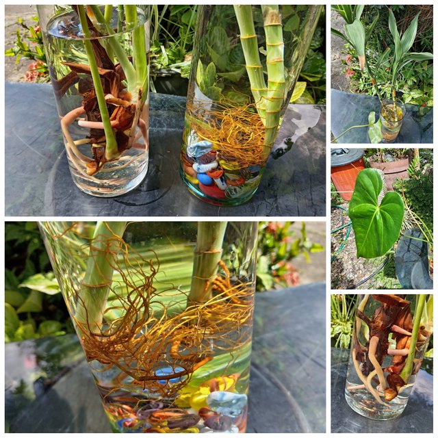 Collage_20250802_105535.jpg
