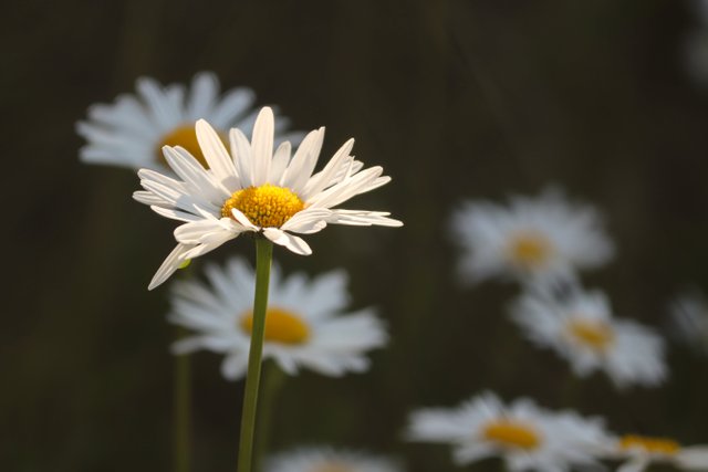 daisies-5232284.jpg