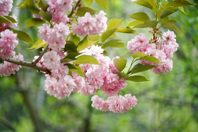 free-photo-of-vibrant-cherry-blossom-tree-in-full-bloom.jpeg