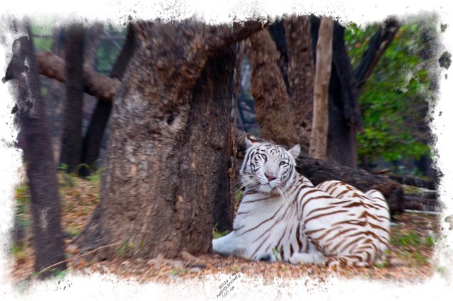 White-Tiger.jpg