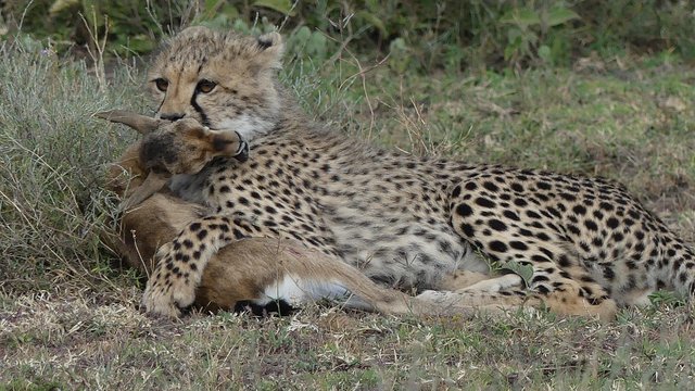 Best Tips for Tanzania Zanzibar Tour for First-Time Visitors.jpg