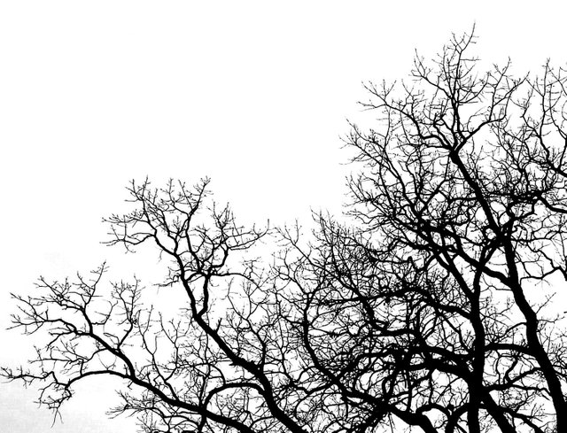 tree-BW.jpg