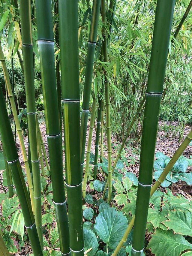 strobybamboo.jpg