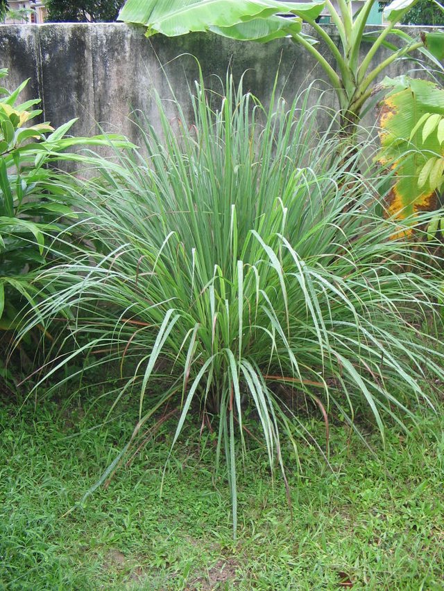 YosriNov04Pokok_Serai.jpg