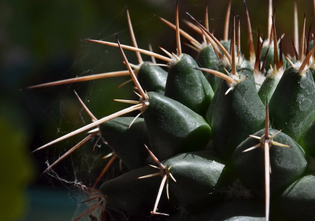 Mammillaria magnimamma 2.jpg