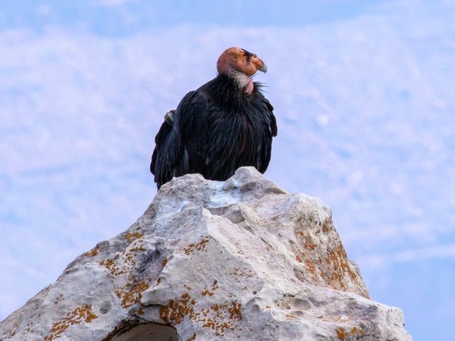 The California Condor.jpg