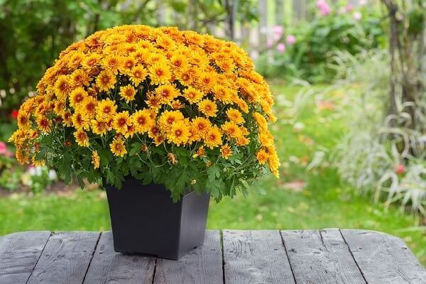 Chrysanthemum-morifolium.jpg