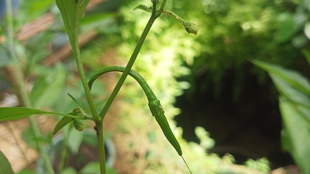 IMG20250430135018.jpg