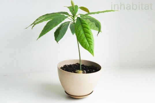 Baby-Avocado-Tree-537x357.jpeg