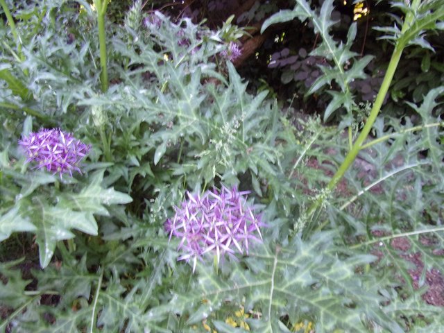 100_2683.JPG