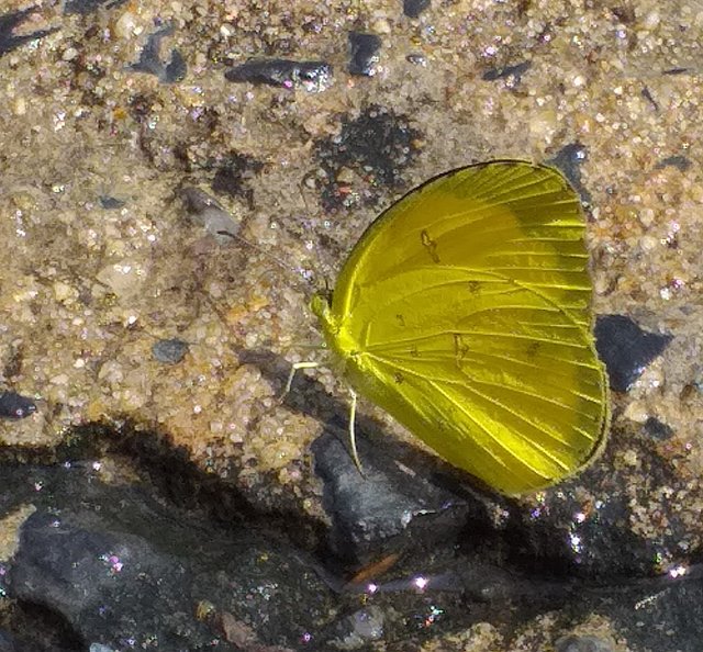 butterfly14 (2).jpg