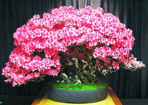 bonsai-plant-chinese-redbud-cercis-chinensis__40165.1493258972.500.659.jpg
