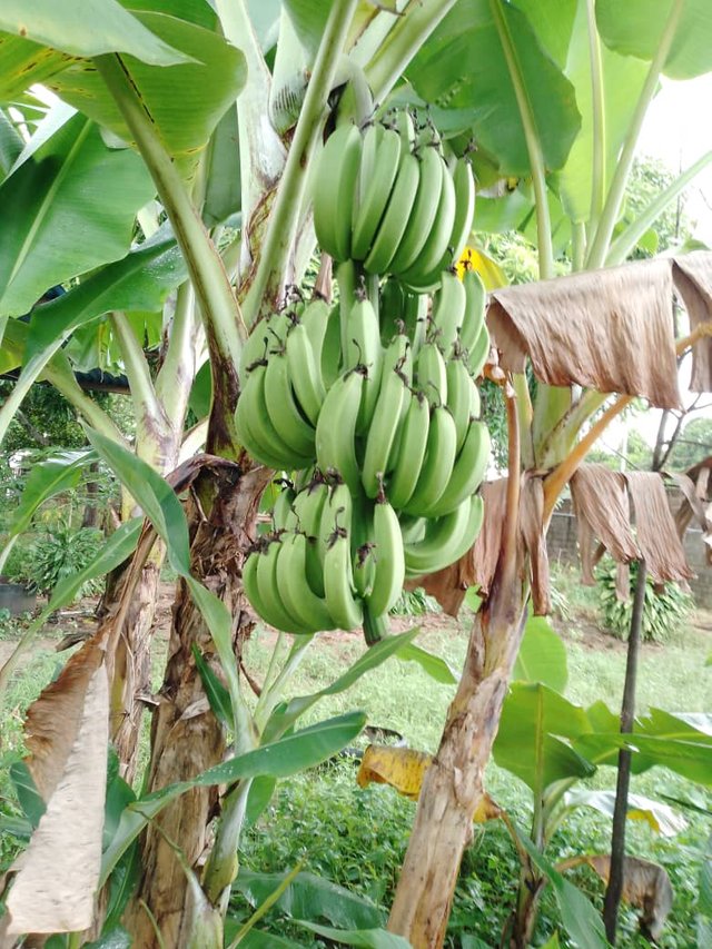 Ramas secas en planta de cambur.jpg