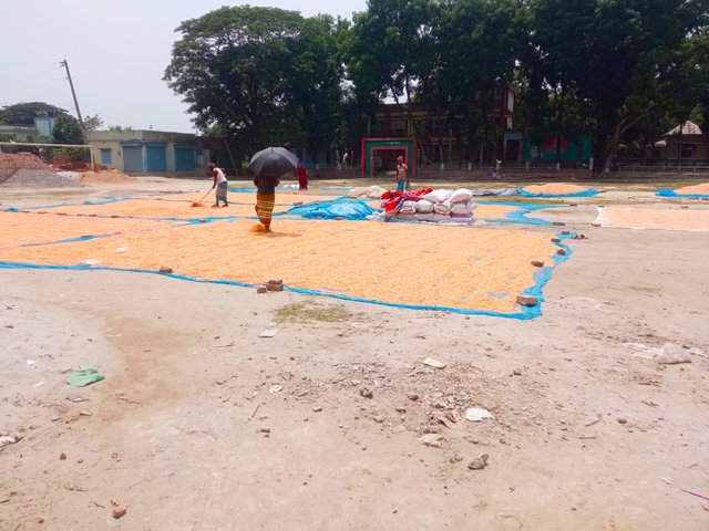 ভুট্টা (3).jpg