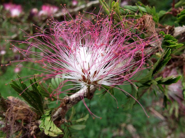Mimosa Blossom (2).JPG