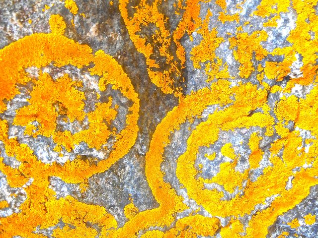 lichens-414967_1920.jpg