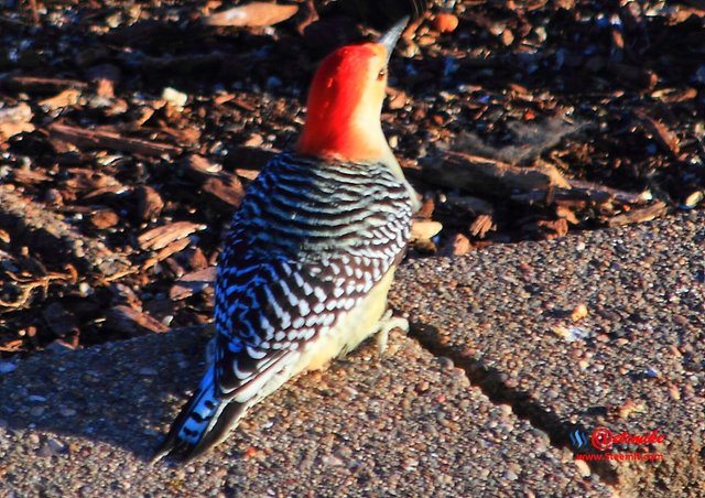 Red-Bellied Woodpecker PFW0195.JPG