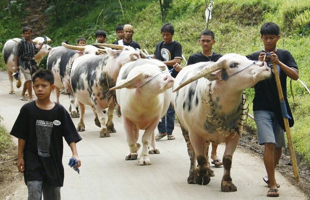 Toraja.jpg