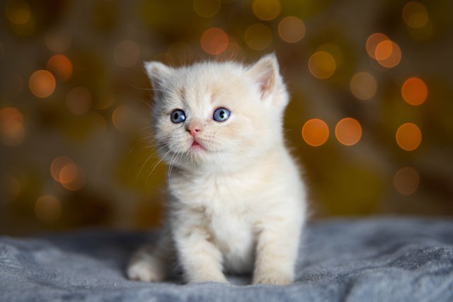 beautiful-shot-white-british-shorthair-kitten.jpg