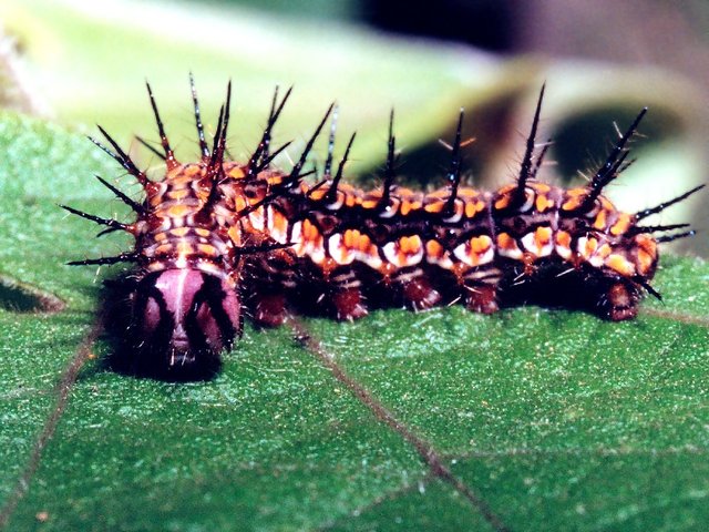 AndeanSilverspotCaterpillar.jpg