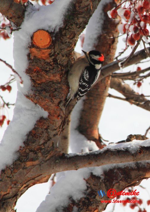 PFW0018.JPG Downy Woodpecker