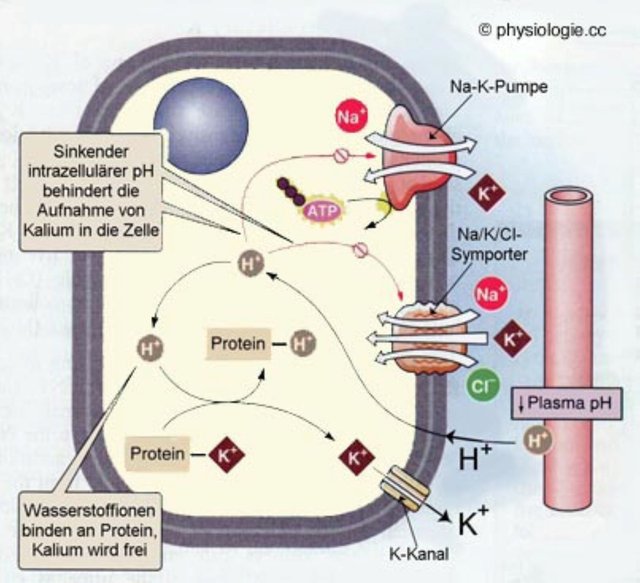 RespiratorischeAzidose.jpg