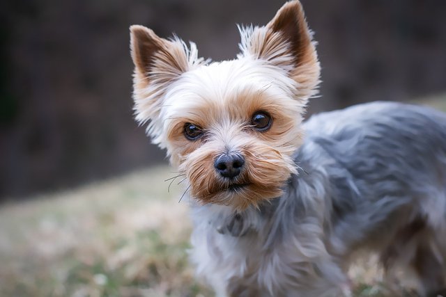 yorkshire-terrier-4783327_1280.jpg