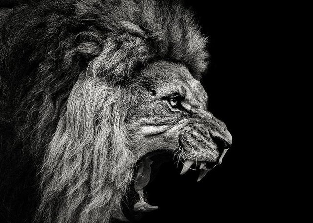 roaring-lion-2-christian-meermann.jpg